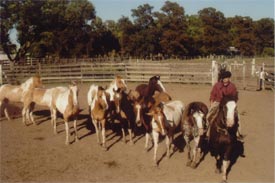 Highlander Ranch - Reiturlaub, Westernreiten, Freizeitreiten, Ausritte im Bayerischen Wald