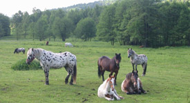 Highlander Ranch - Übernachten in Ferienwohnungen, Blockhütten oder Tipis